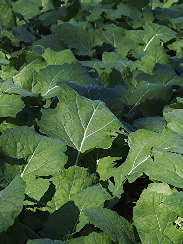 Nabicol alemán 'Bremer Scheerkohl' (Brassica napus var. pabularia) - aprox. 500 semillas