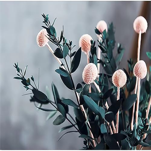 30 flores naturales secas Craspedia Billy Balls rosas miniatura 3