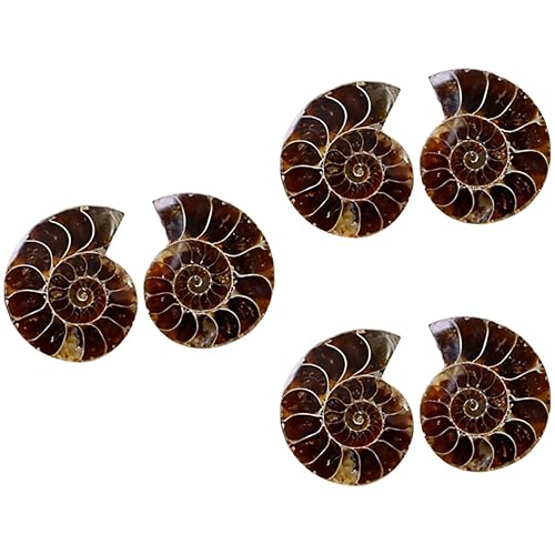 Mobestech Insekten Sammlung Puzzle-spielzeug 6 Stück Ammoniten- -marken-spielzeug Meeresspielzeug -dekoration Natürliches Heimdekoration Kristallheilung Schneckenfossilien Lernspielzeug