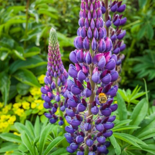 Lupin Legendary Blue Shades 1x 9cm Pot Plant Hardy Perennial Violet-Blue Flower Spikes Cottage Garden Favourite for Borders Containers & Pollinator-Friendly Planting by Thompson & Morgan
