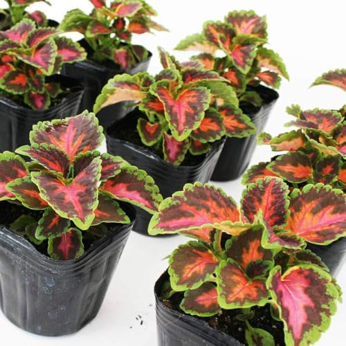 Live Sunrise Coleus Plant in 4” Pot – Colorful Foliage Houseplant or Outdoor Accent, Grows Easy, Great Gift or Patio Decor