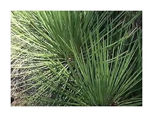 Pezzi - 10x Agave Petrophila Agave Giardino Piante - Seme ID718 - Seeds &  Plants Shop by Ipsa : Amazon.it: Giardino e giardinaggio