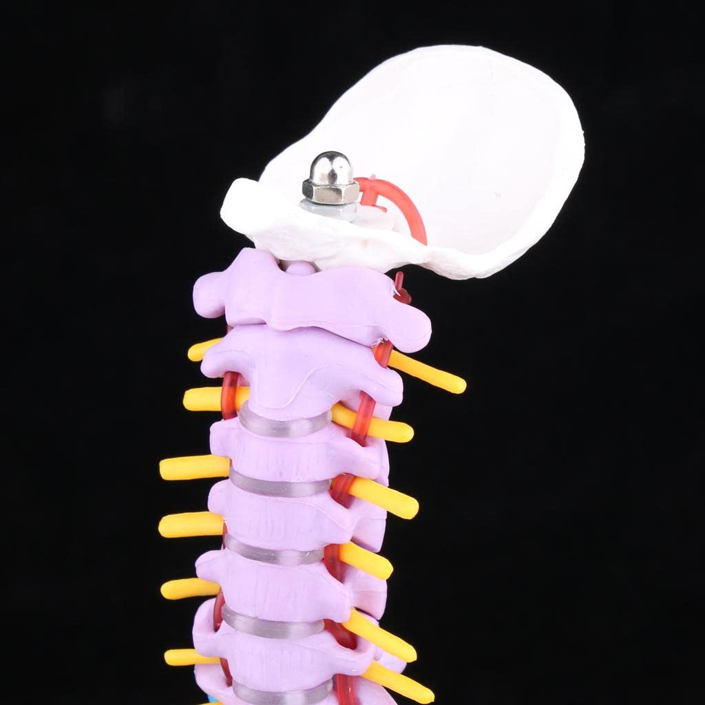 Modelo de Esqueleto de Vertebral Humana con Pelvis
