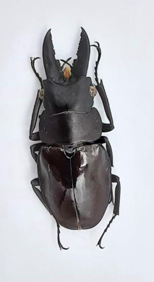 ヌエクワガタ 26㎜　標本 ヌエクワガタ 26㎜標本