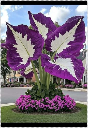 Mehrjährige Blumenzwiebel ist winterhart, Winterhart pflanzen, Blumenzwiebel Mix, Mysteriöse...