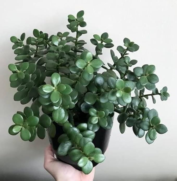 Image of Live Jade Plant Crassula Ovata Lucky Bonsai Feng Shui Plant Best Lucky For Home Decorative Money Desi Jade Plant pack Of 1 With pot Zp 11
