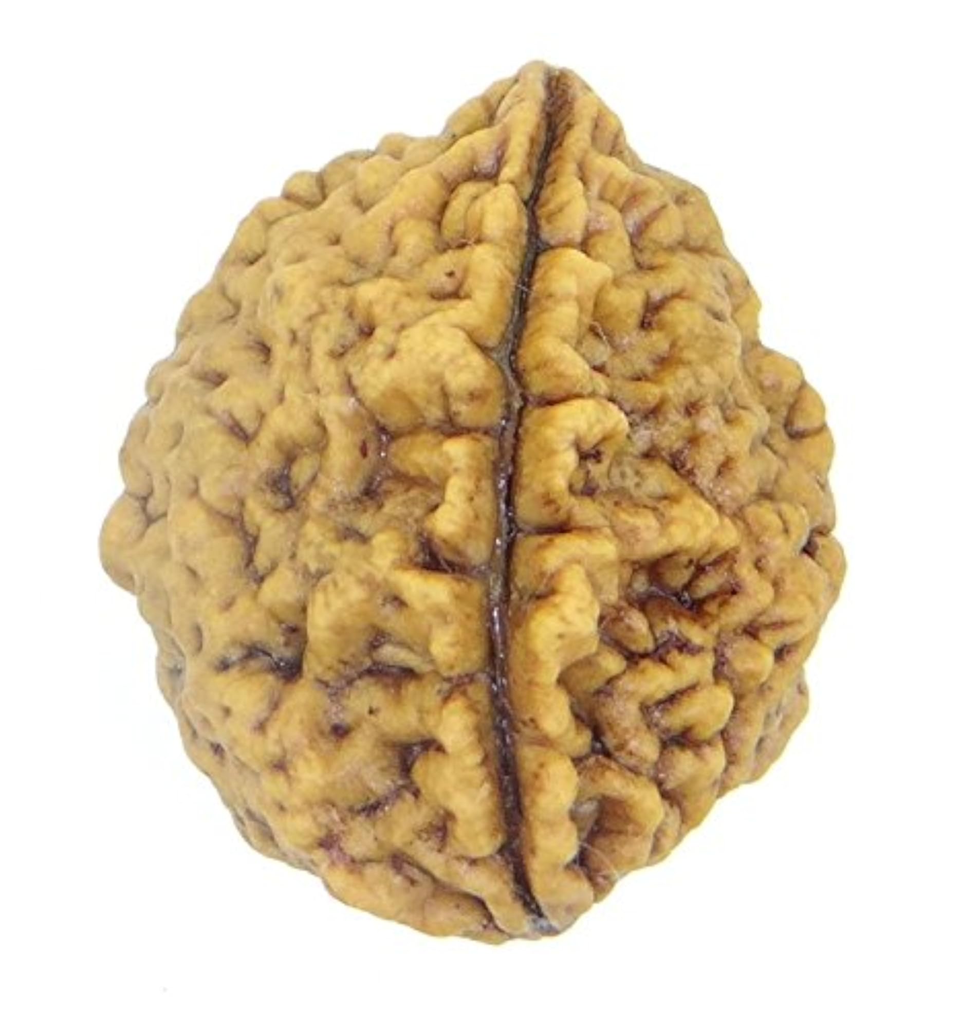 Brown 2 Mukhi Rudraksha, Natural & Certified