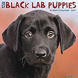 Just Black Lab Puppies 2019 Wall Calendar (Dog Breed Calendar)