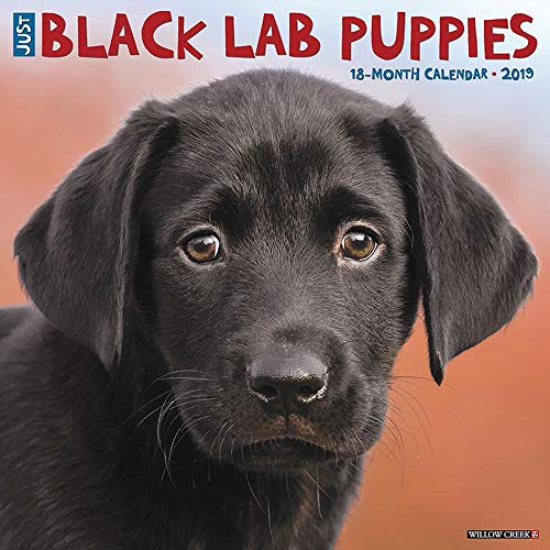 Just Black Lab Puppies 2019 Wall Calendar (Dog Breed Calendar)
