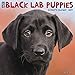 Just Black Lab Puppies 2019 Wall Calendar (Dog Breed Calendar)