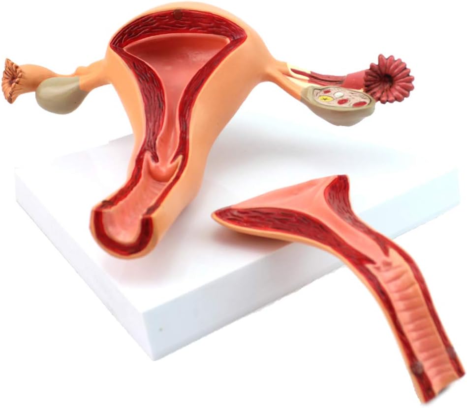 TMIL Uterus Ovary Anatomical Model with Stand Base,2 Part,Female Genital System,Uterus Ovary,Genitourinary Medical Teaching Anatomy Model