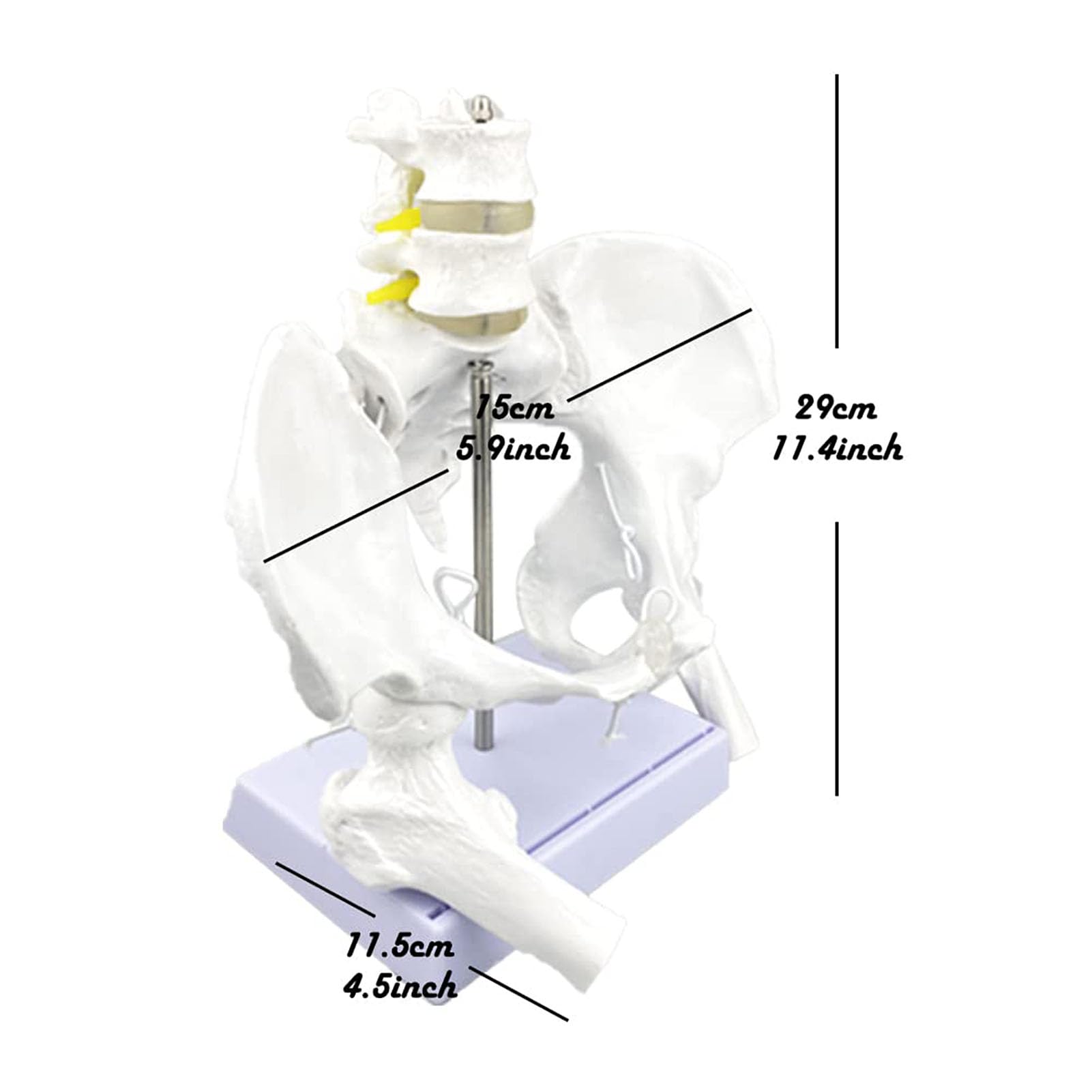Genérico Modelo Flexible de Pelvis Femenina con Cabezas de fémur y articulaciones móviles, Pelvis Femenina de tamaño Real con Base de Apoyo, para la educación sobre el Parto