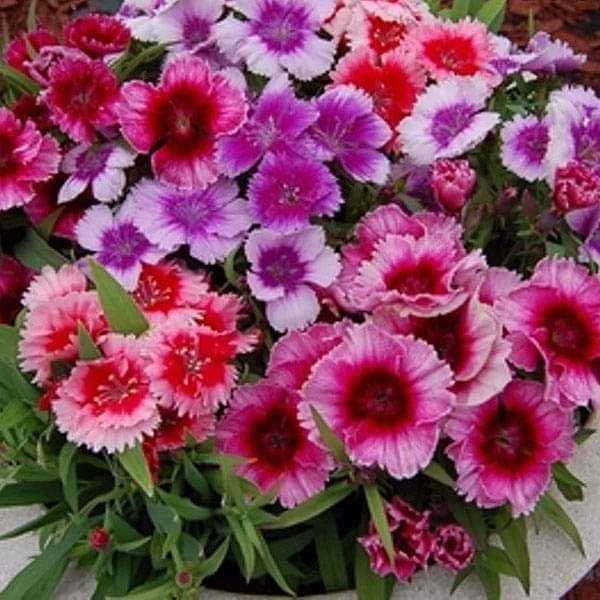 Nature Mayaa DIANTHUS BABY DOLL Flower Seeds For Home Garden (B0B6SWMXFP) Amazon Price History, Amazon Price Tracker