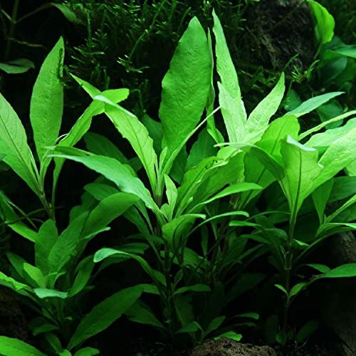 AquaOne Aquarium Pflanzen I 5X Wasserpflanzen I Einsteiger Aquarienpflanzen I Ehinodorus Hygrophila Cryptocoryne Eleocharis Anubias I Set mit 5 Aquariumpflanzen - Image 6