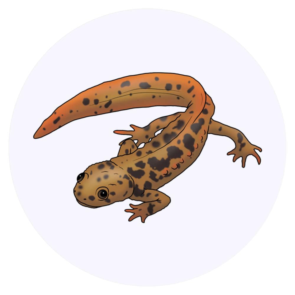 24 x 40mm Round 'Cute Newt' Stickers (SK00055621)