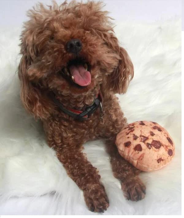 PETS EMPIRE Cookie Design Pet Sound Toy-1 Piece (Color May Vary) Size :20cm (B0B3D7X7S2) Amazon Price History, Amazon Price Tracker
