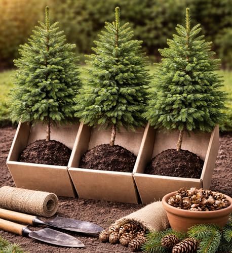 Live Norway Spruce Trees (3-Pack) Picea Abies Evergreen Seedlings Fast Growing Privacy & Windbreak Trees Cold Hardy Outdoor Landscape Plants