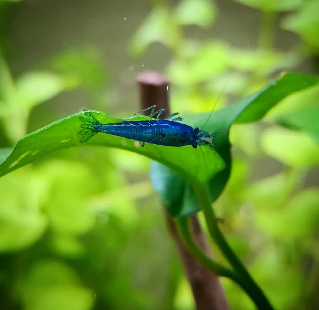 Lot de 12 Crevettes Blue Saphir pour Aquarium d'eau Douce | Crevettes élevées en Bretagne, France, en aquarium et uniquement dans de l'eau du robinet. Expédition rapide et sécurisée