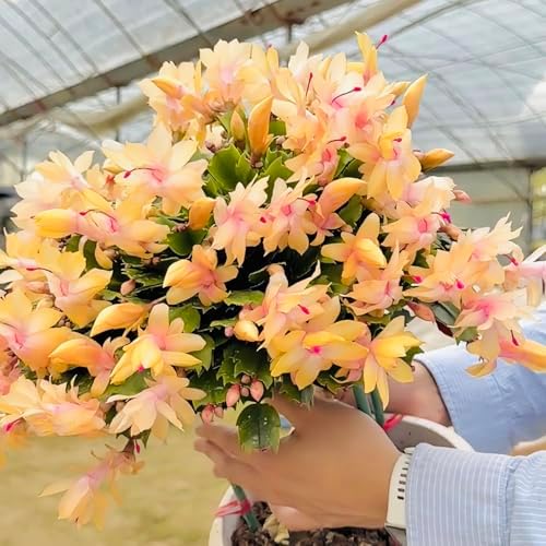 Christmas Cactus Bare Root Plants Live, 4-6 Inch Tall Perennial Holiday Houseplant, Schlumbergera Rooted Starter Plants for Indoor Garden, No Pot Included (Yellow,1) - 1
