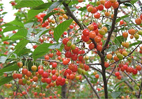 20+ Cherry Tree Seeds Fruit Sweet Edible Bonsai Plants Garden Home #TOP30