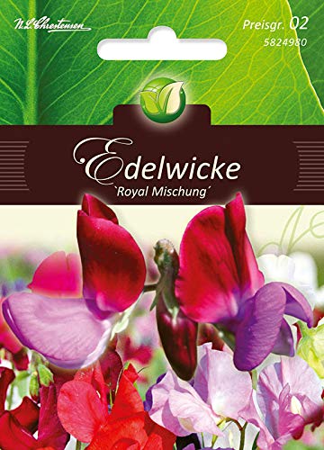 Lathyrus, Edelwicken, Royal Mix