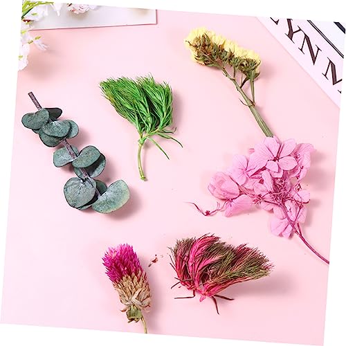 Flores secas para manualidades ORFOFE paquete variado miniatura 5