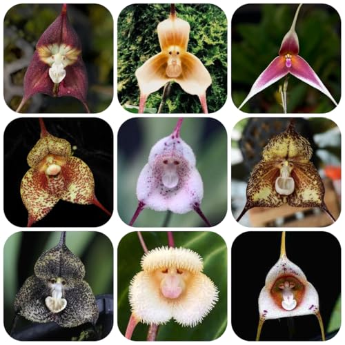 affen orchidee kaufen topfpflanzen, frühlingsblume affengesicht orchidee -...