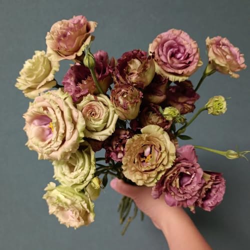 Semillas de Lisianthus, Decoración de jardín para exteriores raras de jardin resistentes variedades antiguas exóticas 180pcs