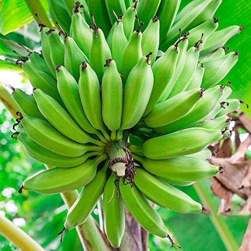 semi resistenti di banana - perenni esotici 50pcs