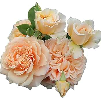 美苗シルエット大苗 Amazon.co.jp: バラ苗 【インパクト】 (大苗) ハイブリッド