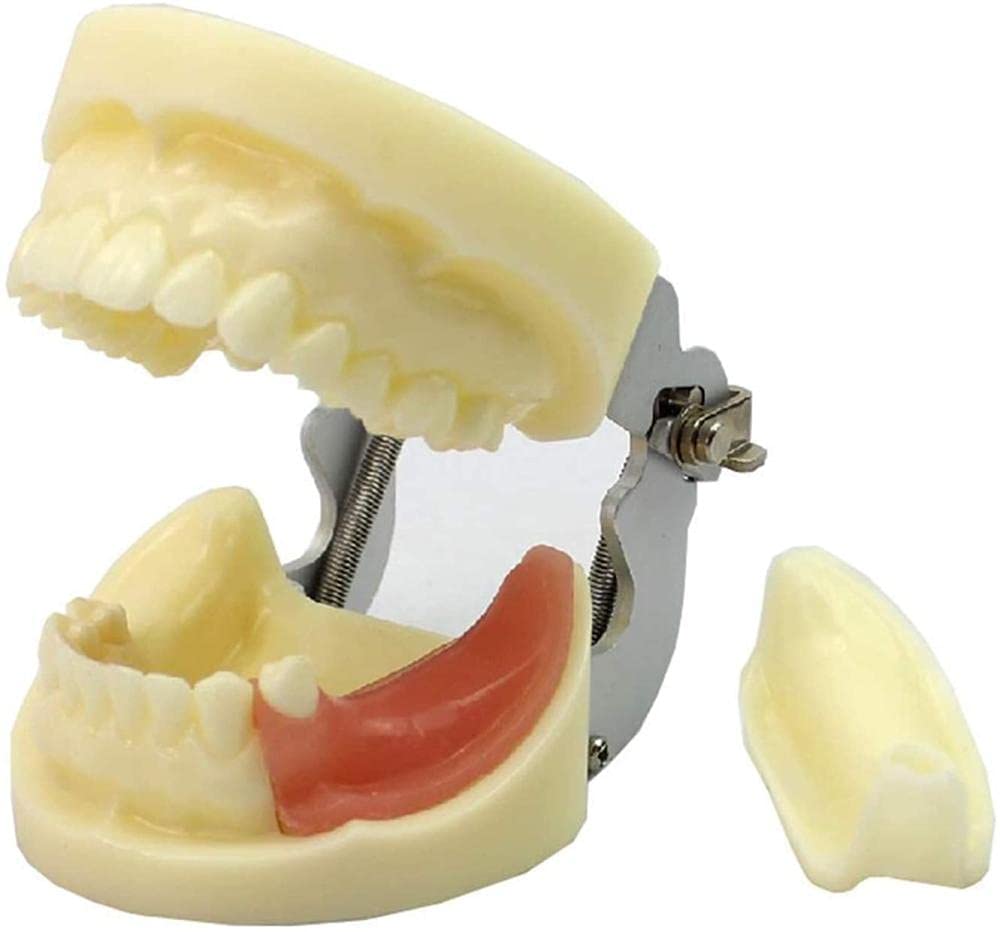 Modèle d'implant dentaire NaoSIn-Ni pour perfectionner la formation des futurs chirurgiens