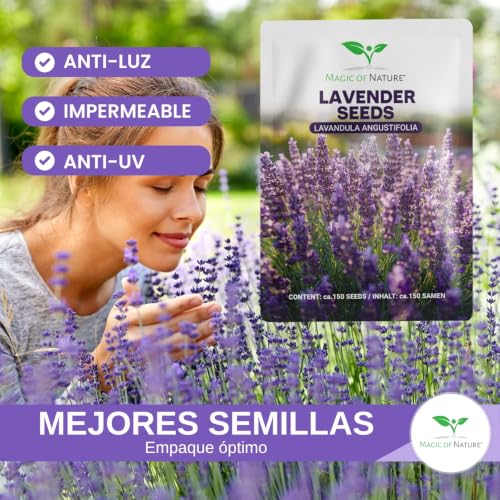 Miniatura 3 de Semillas De Lavanda Verdadera Lavandula Angustifolia Aprox. 150 Ud Semillas Resistentes Perennes Lavanda Aromática Jardín Y Abejas
