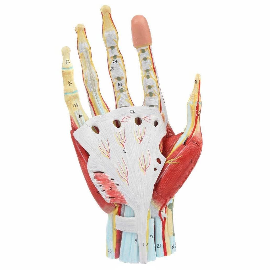 YNIYUJKL Anatomical Hand Skeleton Model, Life Size, With Muscles, Ligaments, Nerves, Blood Vessels, Removable Parts, Magnetic Mounting For Medical Teaching