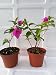 Two Royal Purple Bougainvillea Plant -Indoors/Out or Bonsai / from Jmbamboo