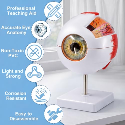 2Pack Eye Anatomy Model, 6X Enlarged Eyeball Model, Human Eye Anatomical Model for Science Education Students Study Display Medical Teaching, with Removable Stand