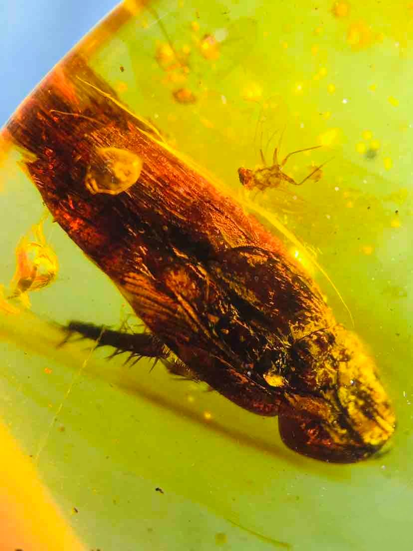 Burmese burmite Cretaceous Big leafhopper Insect Fossil Amber Myanmar