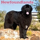 Carousel Calendars, Newfoundlands 2026 Wall Calendar, 12'' X 12'', 16-Month Calendar with Stapled Binding