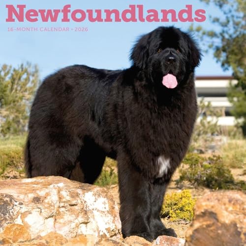 Carousel Calendars, Newfoundlands 2026 Wall Calendar, 12'' X 12'', 16-Month Calendar with Stapled Binding