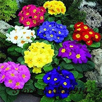 Amazon Co Jp プリムラの種 100種 ホームガーデン盆栽屋外種子のための花の種 ホーム キッチン Amazon Co Jp プリムラの種 100種 ホームガーデン盆栽屋外種子のための花の種 ホーム キッチン