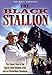 The Black Stallion