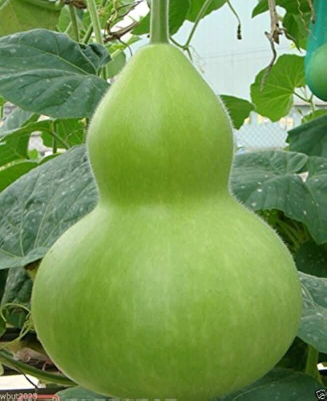 bottle gourd seeds