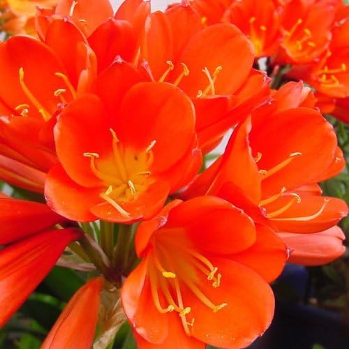 5pcs Clivia Miniata Seeds Dust Collector Plant