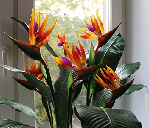 NIKA SEEDS - Flowers Bird of Paradise Crane Strelitzia - 3 Seeds - Thumbnail 7