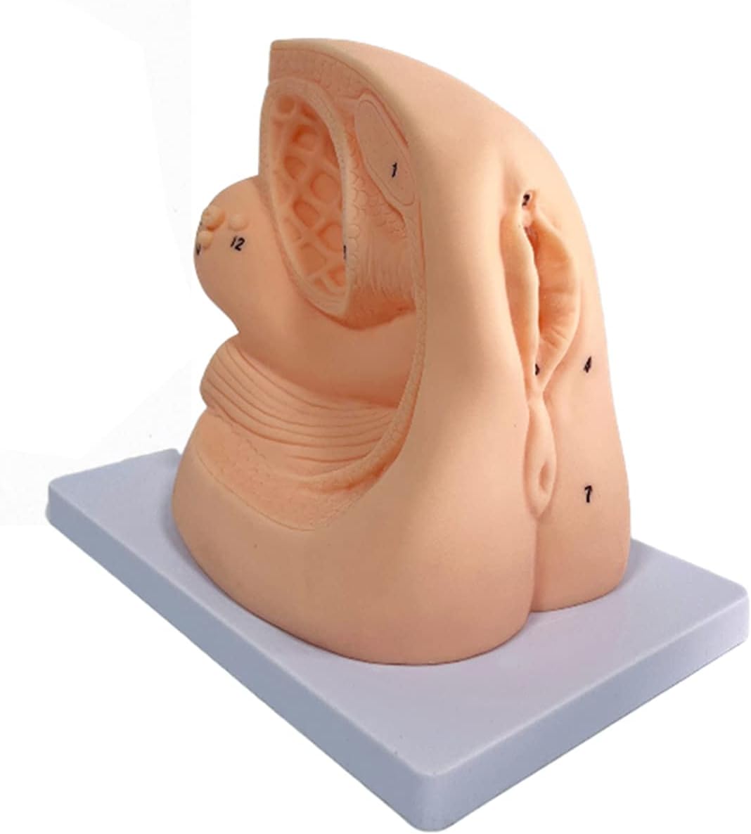 マネキン教育用人体カテーテル教育モデル内外生殖器医療訓練モデル看護実習訓練用（B）