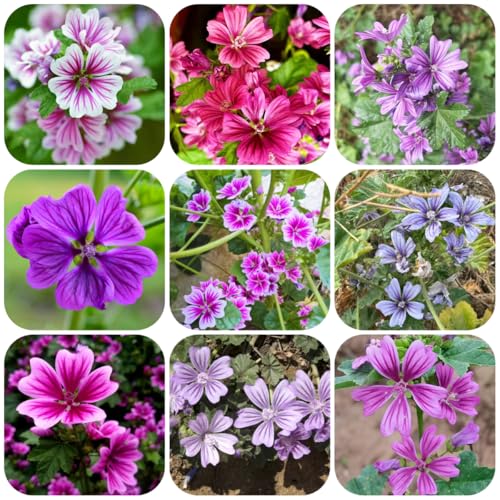 semillas de malva, semillas de otoño jardín silvestres balcón exterior jardín 300pcs