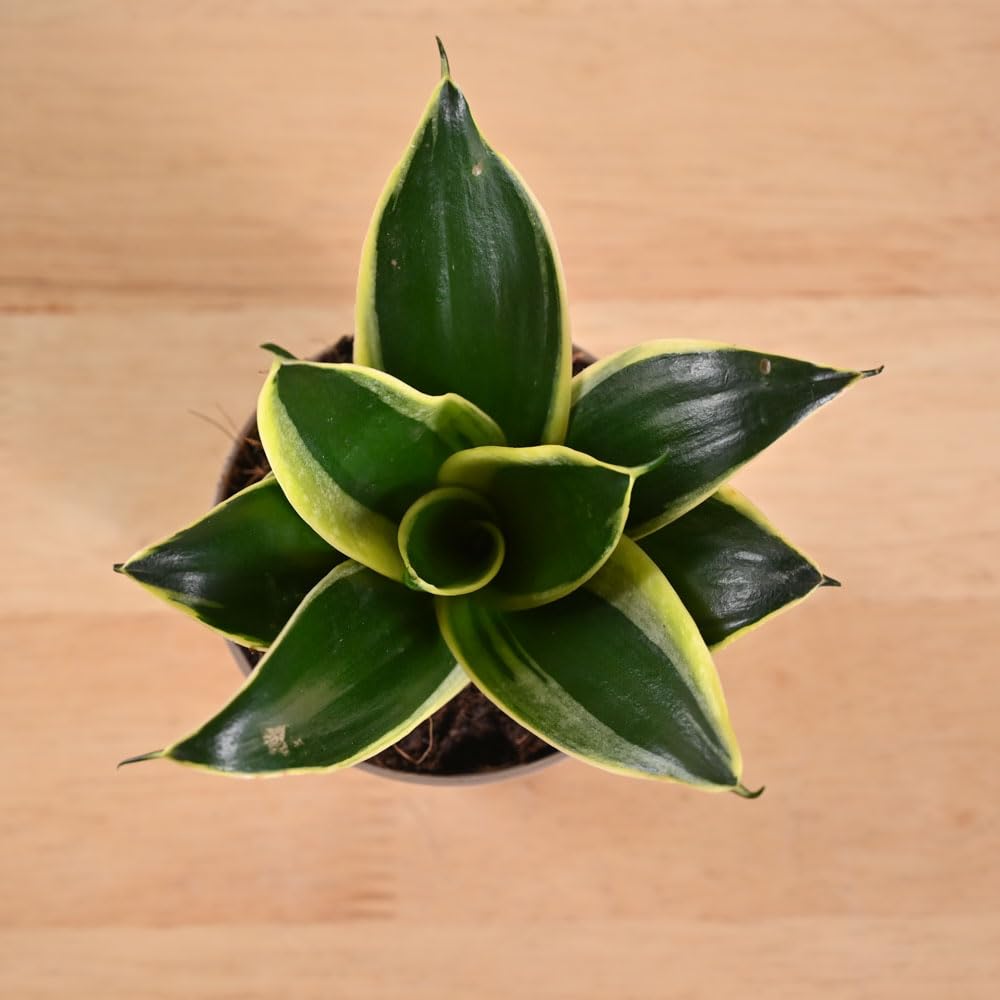 Ugaoo Golden Hahnii Snake Plant - Live & Easy Care -7 Ugaoo Golden Hahnii Snake Plant - Live & Easy Care -7