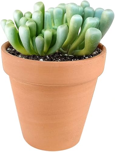 Miniatura 6 de Baby Toes Fenestraria Aurantiaca Succulent (maceta de plástico de 2 pulgadas)  Suculenta rara para ideas de regalo