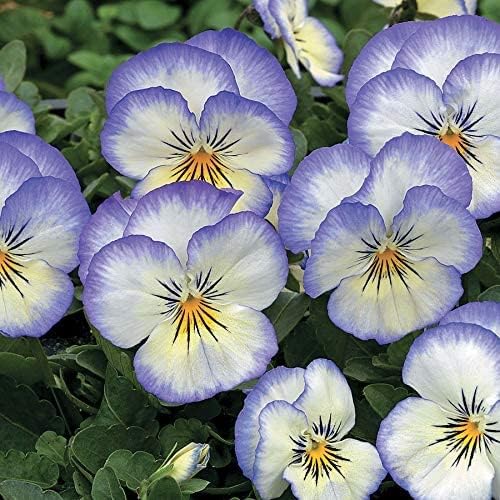 Park Seed Semillas de plantas de flores de viola, fáciles de cultivar, perfectas para jardín de primavera, Picotee púrpura Penny Purple, paquete de