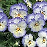 Park Seed Viola Flower Plant Seeds, Easy to Grow, Perfect for Spring Garden, Penny Purple Picotee, Pack of 25