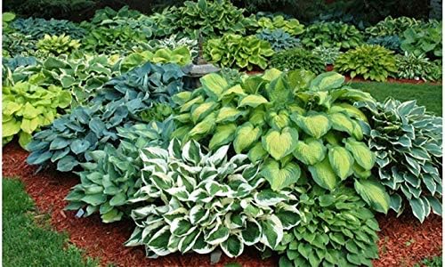 Miniatura 4 de La mejor oferta en Tienda Paquete de 9 plantas perennes de raíz desnuda Hosta - Frescas de nuestra granja enviadas rápidamente directamente a ti.